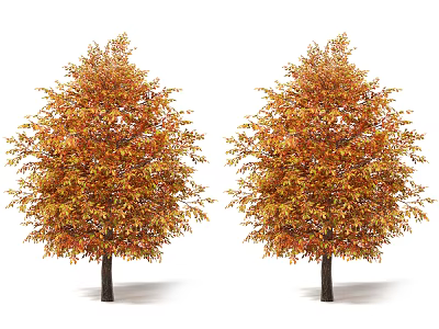 Two Autumn Arbor Trees With Orange Yellow Leaves And Dark Trunks On White Background 3d model