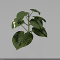 Vibrant Green Leafy Plant With Large Leaves Stem On Dark Background Clear Subject