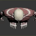 Human Limb Muscles Anatomical 3D Model Displaying Detailed Muscle Structure and Fibers