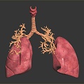 Modern Human Organ Respiratory System Human Respiratory System 3d model