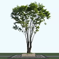 Tall Arbor With Lush Green Leaves And Slender Trunk Against Blue Sky