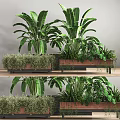 Large Leafy Potted Plants with Broad Green Foliage in Wooden Planters for Indoor Decor