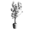 Bonsai Potted Plant With Green Leaves And Slender Branches In Gray Pot
