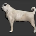 Light Beige Pug Standing Alert On Dark Background With Curled Tail 3d model