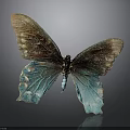 Butterfly with Brown and Teal Iridescent Spread Wings on Dark Background