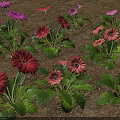 Vibrant Colorful Gerbera Flowers With Green Leaves Growing In Garden Soil