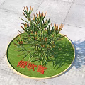 Jichuixue Plant With Green Leaves And Orange Tips On Circular Green Mat Grey Pavement