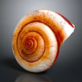 Snail Spiral Shell With Orange And White Striped Pattern On Dark Background