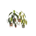 Decorative Plant Arrangement With Variegated Green Leaves In Ceramic Pots On Wooden Stands