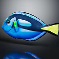 Blue Tang Fish With Black Stripes And Yellow Tail Fin On Dark Background With Reflection