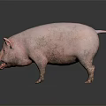 Full Body Pink Pig Standing On Dark Background With Reflective Surface 3d model