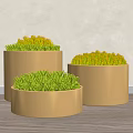 Potted Plants With Green And Yellow Foliage In Three Golden Pots For Indoor Wooden Floor