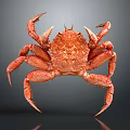 Red Marine Crab With Detailed Shell And Long Legs Close Up View