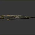 Detailed Aquatic Trout Fish With Spotted Silver Orange Yellow Scales And Reflection On Gray Background
