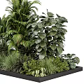Lush Green Indoor Plants Arranged in Black Tray with Various Leafy Foliage