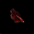 Vibrant Red Betta Fish Displaying Beautiful Fins With Blue Edges On Black Background