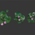 Pink Lotus Flowers With Green Leaves Floating On Water Surface And Reflections In Gray Background