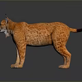 Orange Spotted Lynx With Tufted Ears And Short Tail In 3D Rendered