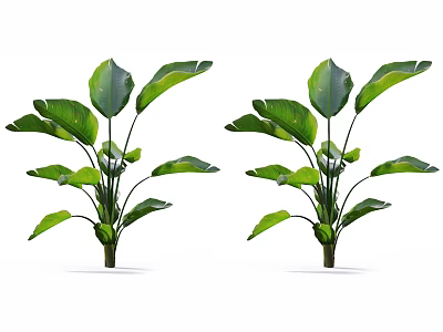 Lush Green Indoor Plants With Large Fresh Leaves And Healthy Growth 3d model
