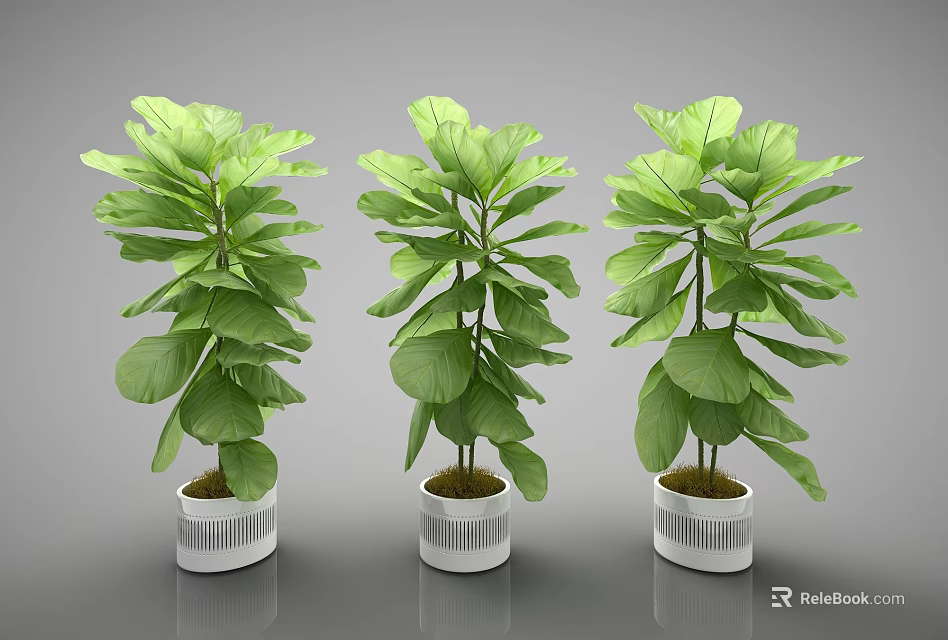 Three Potted Bonsai Plants With Large Green Leaves In White Striped Pots 3d model 