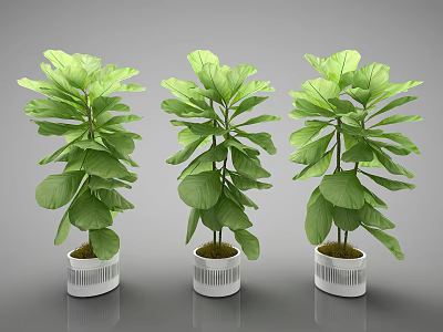 Three Potted Bonsai Plants With Large Green Leaves In White Striped Pots 3d model