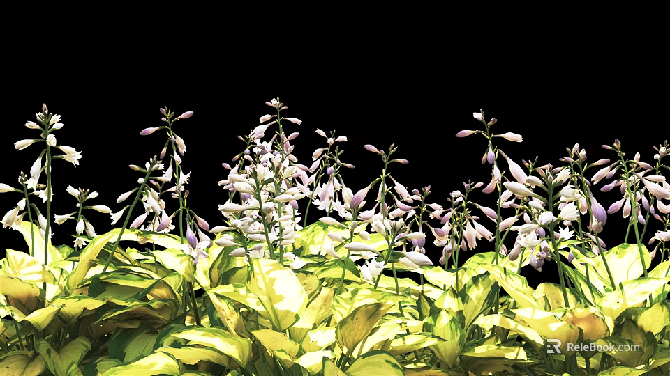 Vibrant White and Purple Flowers with Lush Green Leaves in Natural Bloom 3d model 