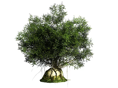 Lush Green Arbor With Dense Canopy And Exposed Roots In Natural Growth Form 3d model
