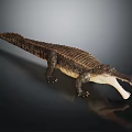 Crocodile Model With Open Mouth And Scales On Dark Background With Reflection 3d model