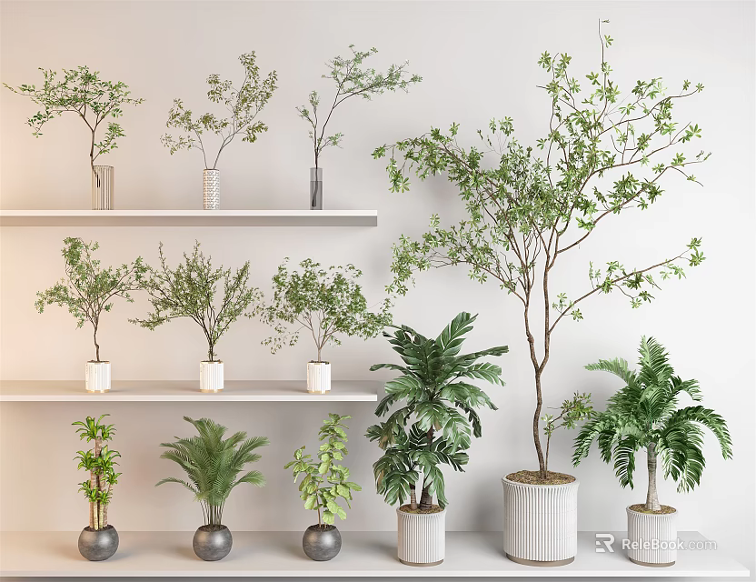 Indoor Bonsai and Potted Plants Display on White Shelves with Various Green Varieties 3d model 