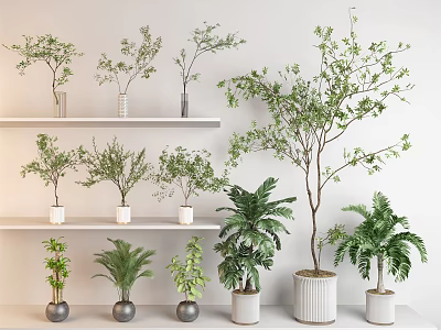 Indoor Bonsai and Potted Plants Display on White Shelves with Various Green Varieties 3d model