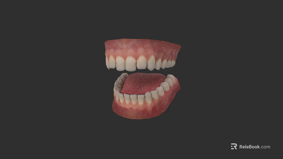 Human Teeth Model Displaying Upper Lower Jaw Gums And Dental Structure 3d model
