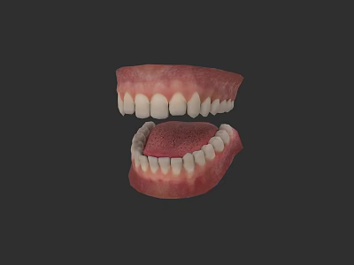 Human Teeth Model Displaying Upper Lower Jaw Gums And Dental Structure 3d model