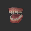 Human Teeth Model Displaying Upper Lower Jaw Gums And Dental Structure 3d model