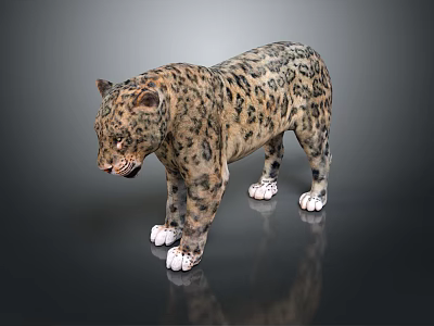 Leopard 3D Rendered Model With Spotted Fur And White Paws Standing On Dark Background 3d model