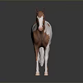 Brown and white spotted horse standing as 3D model on grey background with reflection