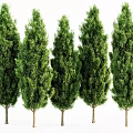 Five Evergreen Trees With Slender Trunks And Lush Foliage Neatly Arranged On White Background