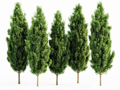 Five Evergreen Trees With Slender Trunks And Lush Foliage Neatly Arranged On White Background 3d model
