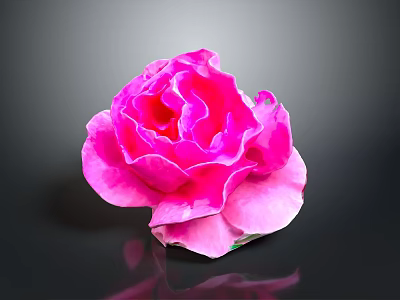Vibrant Pink Rose Bloom With Soft Petals On Dark Background And Clear Reflection 3d model