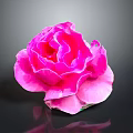Vibrant Pink Rose Bloom With Soft Petals On Dark Background And Clear Reflection 3d model
