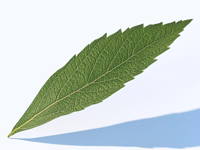 Green Leaf With Visible Veins On Light Blue Background Showing Natural Shadow 3d model