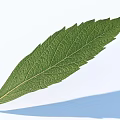 Green Leaf With Visible Veins On Light Blue Background Showing Natural Shadow