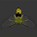 Vibrant Green Yellow Black Insect With Transparent Wings On Dark Background