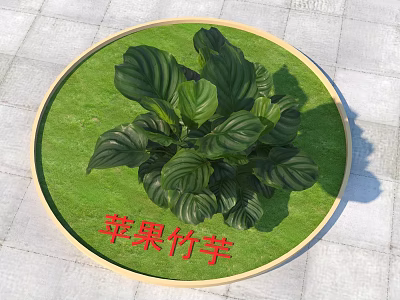 Apple Calathea Plant With Large Green Leaves In Round Lawn Wooden Frame 3d model