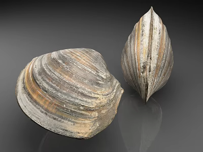 Two Aquatic Clamshells With Textured Shiny Surfaces And Different Shapes On Gray Reflective Background 3d model