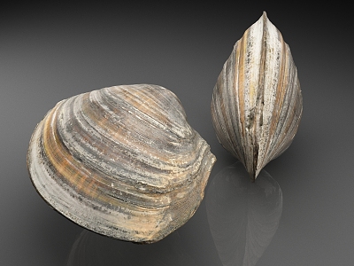 Dorsal horn Hua toothless clam Wu's clam shell aquatic animal shell 3d model