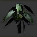 Lush Green Plant With Large Leaves Prominent Veins And Slender Stems