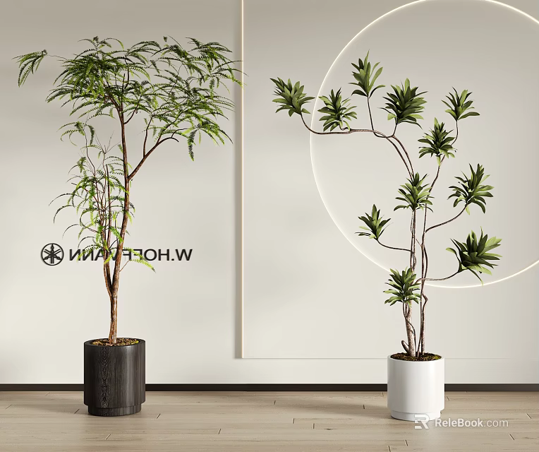 Modern Indoor Bonsai Plants in Black and White Pots with Leafy Branches 3d model 