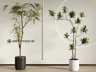 Modern Indoor Bonsai Plants in Black and White Pots with Leafy Branches 3d model