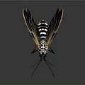 Mosquito With Black And White Markings Red Abdomen Yellow Black Veined Wings On Dark Background