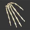 Realistic Skeleton Hand Model With Detailed Bone Structure On Dark Background 3d model